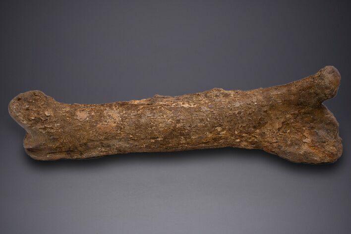 Fossil Hadrosaur (Edmontosaurus) Femur - Wyoming #313984